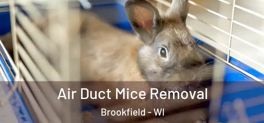  Air Duct Mice Removal Brookfield - WI